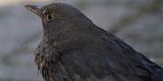 ENE-20130305-0006